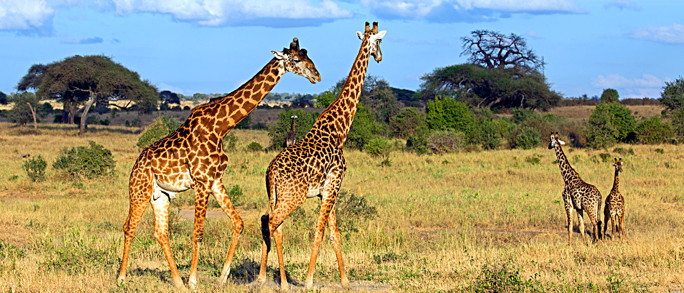 Upplev Afrika från ett nytt perspektiv